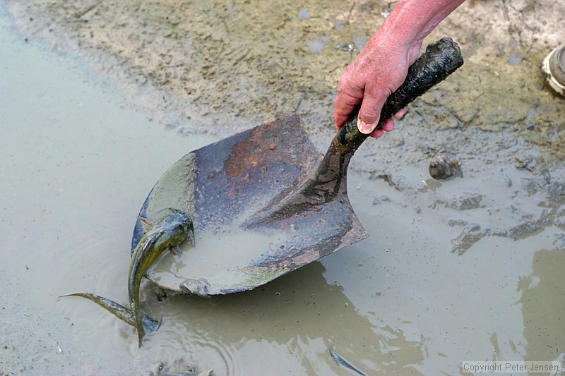 catfish caught out in one of the last remaining wet spots in the channel