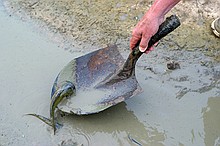 catfish caught out in one of the last remaining wet spots in the channel