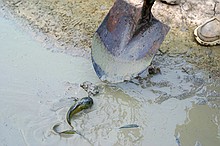 catfish caught out in one of the last remaining wet spots in the channel