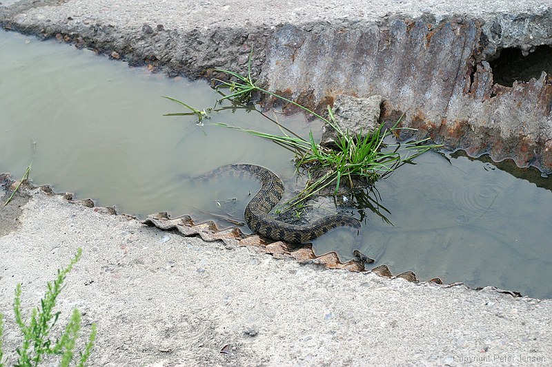 Diamond-Back Watersnake