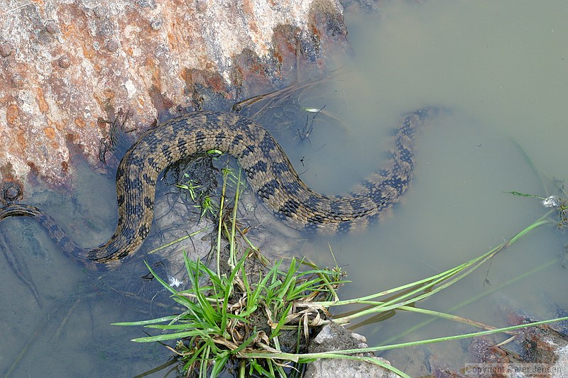 Diamond-Back Watersnake