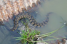 Diamond-Back Watersnake