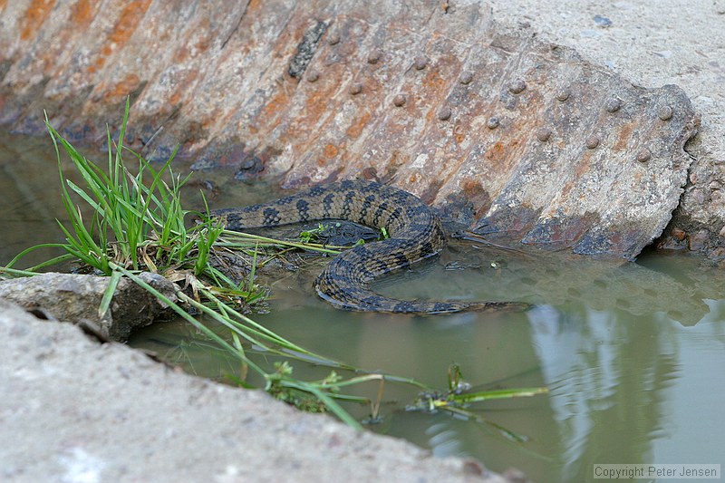 Diamond-Back Watersnake