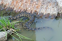 Diamond-Back Watersnake