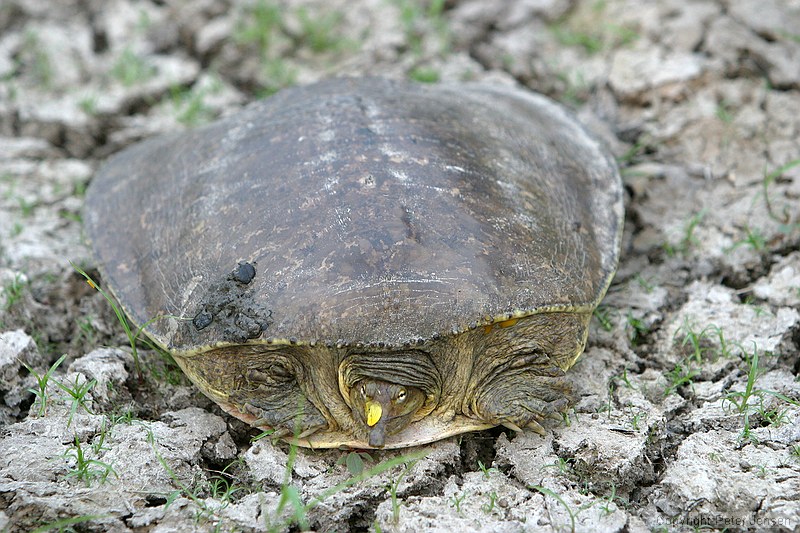 turtles making their way toward water