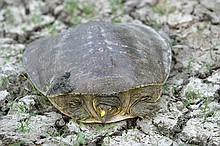 turtles making their way toward water