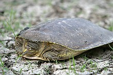 turtles making their way toward water