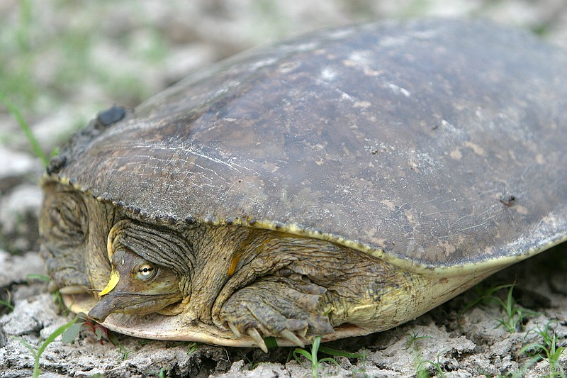 turtles making their way toward water