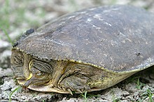 turtles making their way toward water