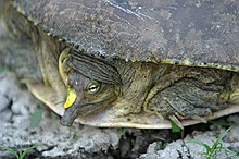 turtles making their way toward water