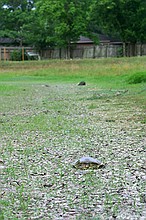 turtles making their way toward water