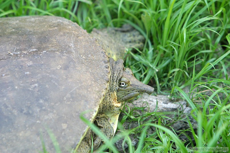 turtles making their way toward water