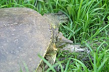 turtles making their way toward water