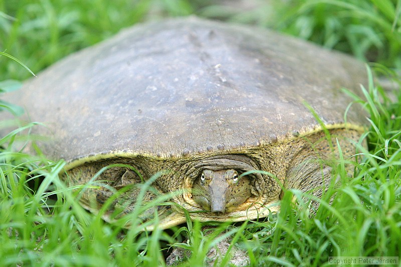 turtles making their way toward water