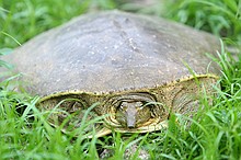 turtles making their way toward water