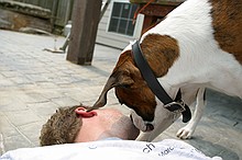 Bandit giving Peter a much-needed bath