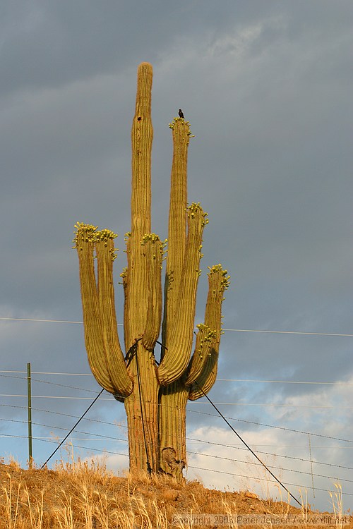 the guyed saguaro amused me greatly