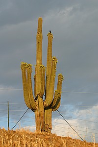 the guyed saguaro amused me greatly