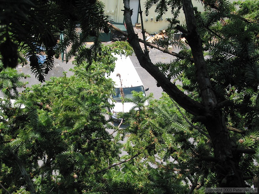 View from one of our trees