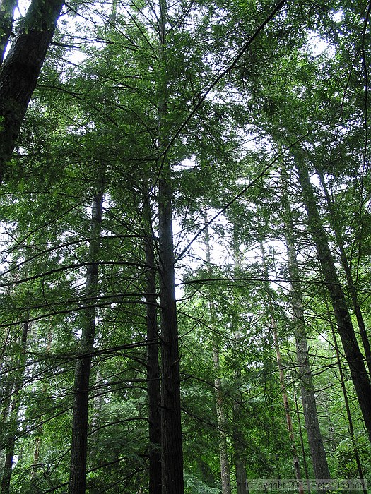 trees