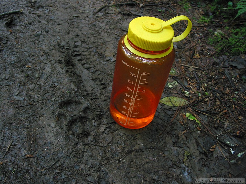 dogtracks