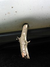 There were some sticks in our driveway down from a tree, and I drove over a few.  Little did I know one would puncture my plastic bumper and stick in...