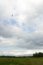 Charles flying his Hacker Timothy with my Graupner Cumulus 2000 wing