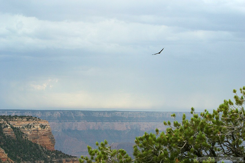 soaring