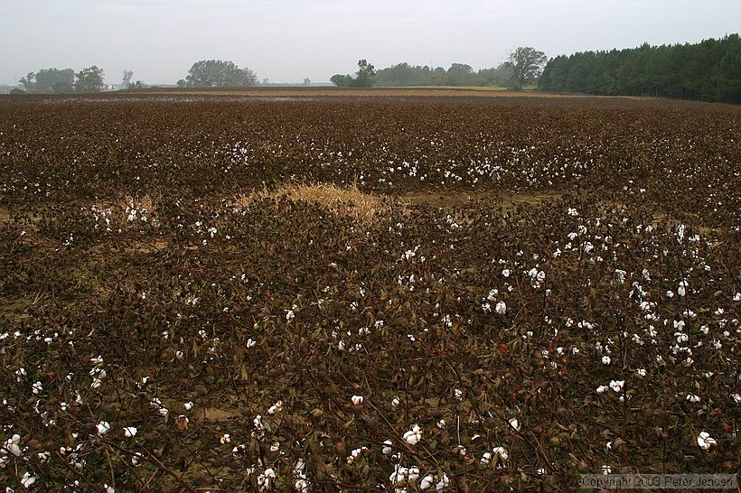 cotton fields