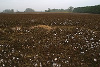 cotton fields