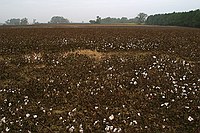 cotton fields