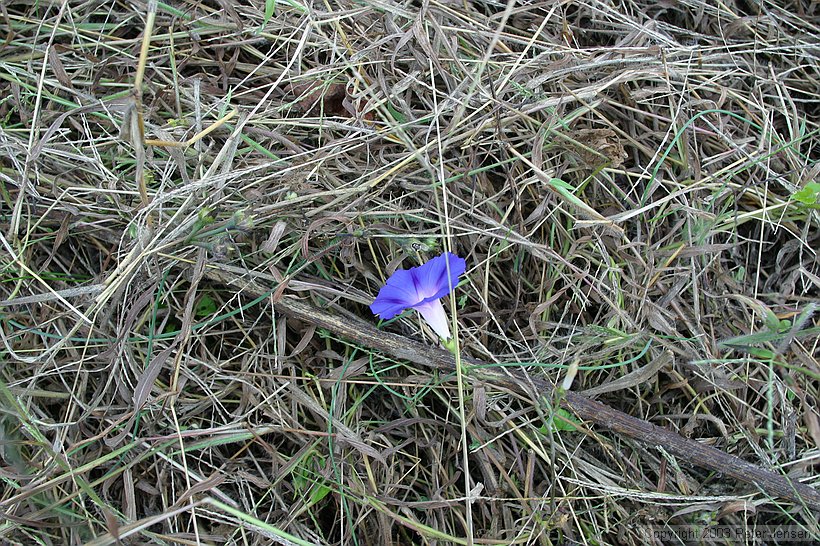 morning glory?