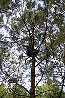 Phil and Adam up in a tree