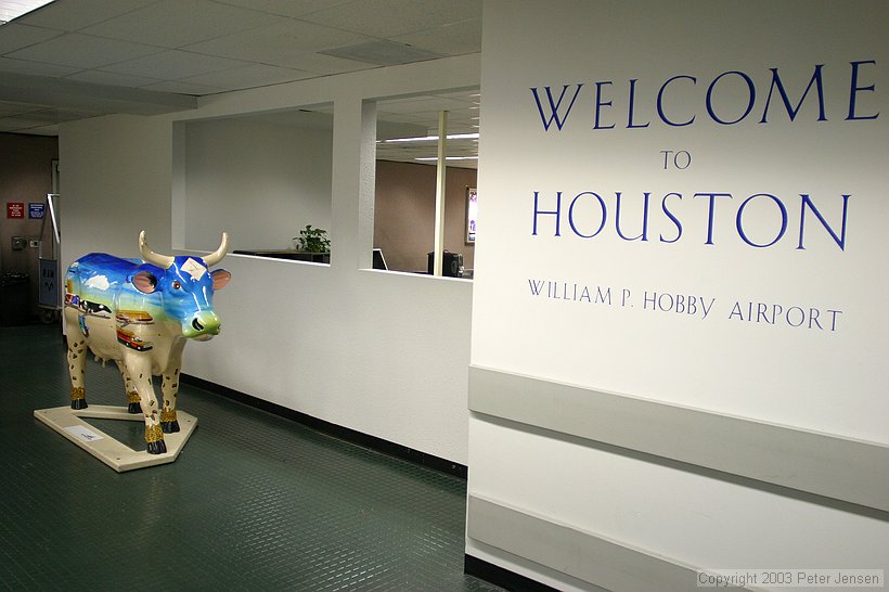 Welcome to Houston. Here's your cow.