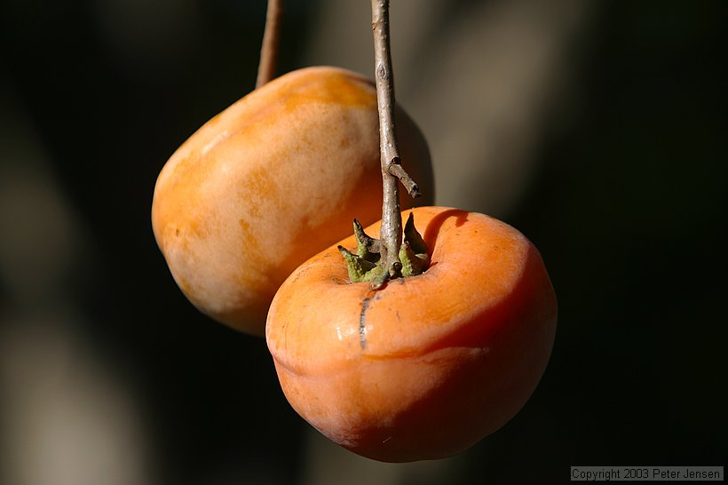 pomegranates growing above the driveway