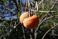 pomegranates growing above the driveway
