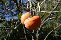 pomegranates growing above the driveway