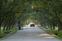 the Pecan trees are quite pretty