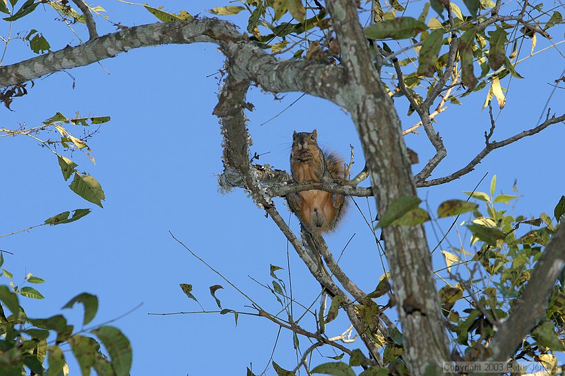 Mr. Squirrel