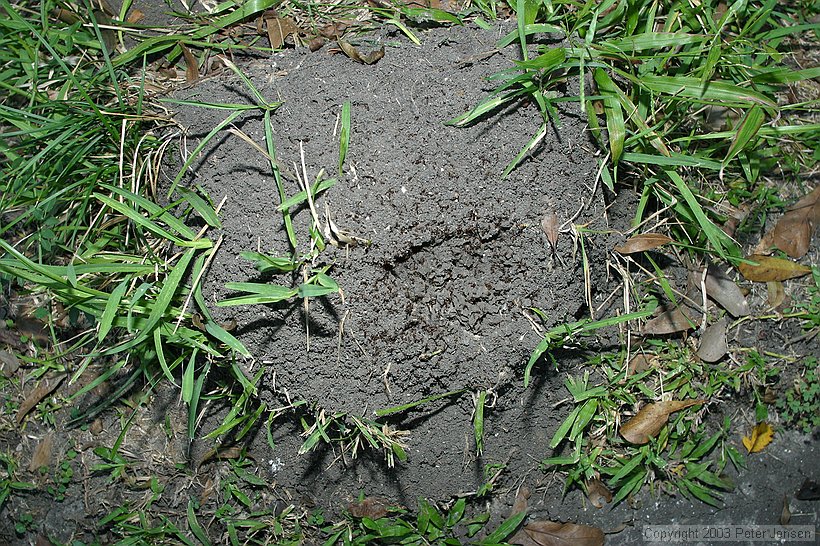 ant bed