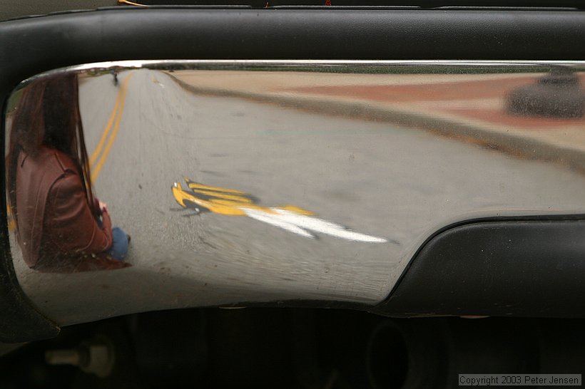 Casey in truck bumper