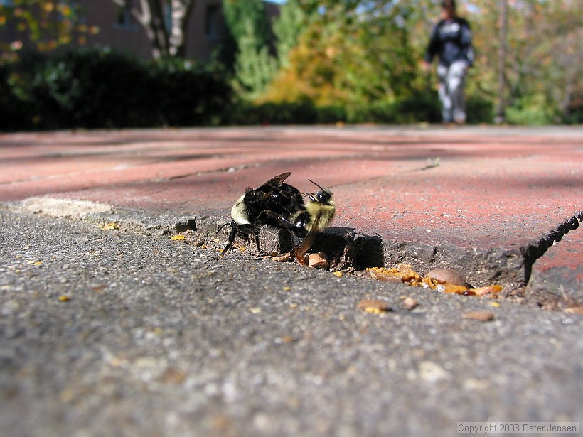 bees... well, doing what they taught us that bees do.