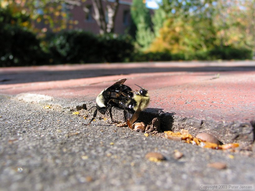 bees... well, doing what they taught us that bees do.