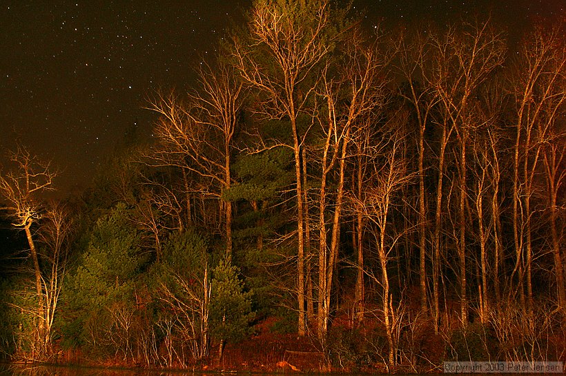 trees painted in stripes with the spotlight