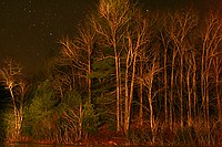 trees painted in stripes with the spotlight