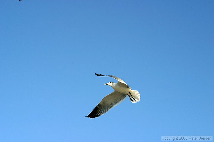 seagull