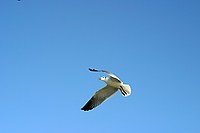 seagull