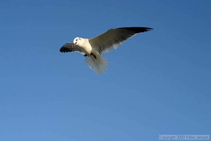 seagull