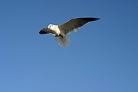 seagull