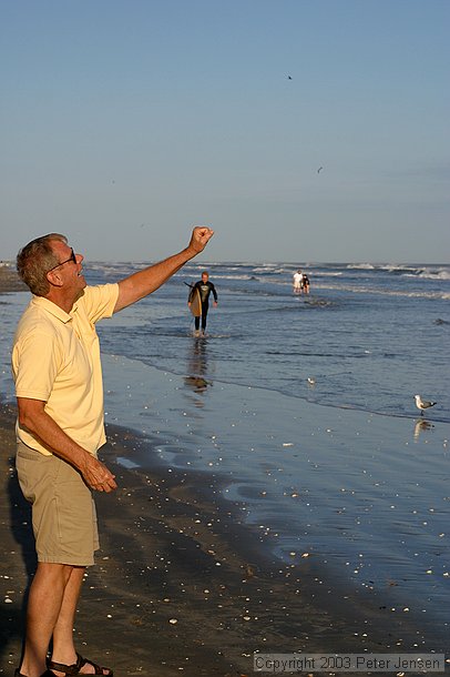 dad feeding the seagulls